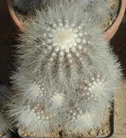 Copiapoa_krainziana_1